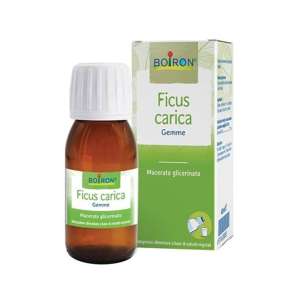 FICUS CARICA MG BOI